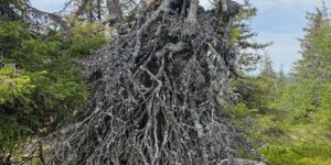 Sirkka-Liisa "Siku" Kähärä