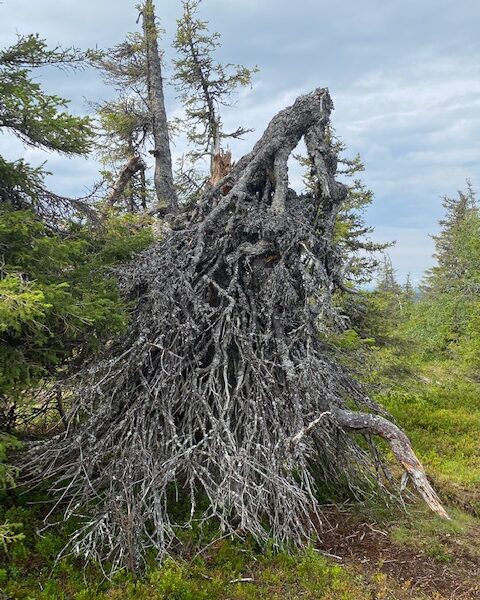 Sirkka-Liisa "Siku" Kähärä
